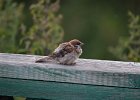 Ringmus (Passer Montanus) - Kharkhorin 16-08-2016